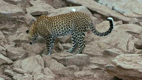 LEOPARD WALKING ON ROCK MAASAI MARA KENYA AFRICA Stock Footage 76348558
