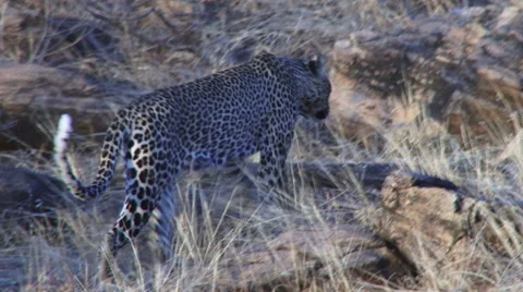 Leopard walking on the rocks Stock Footage 43252491
