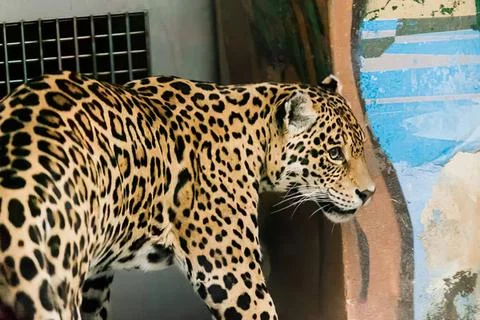 Leopard walking on rocks in zoo with trees and water Stock Photos