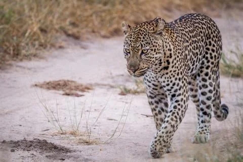 Leopard walking on a sand road. Stock Photos