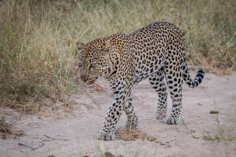 Leopard walking on a sand road. Stock Photos