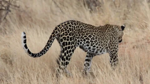 Leopard walking in the savannah Stock Footage 137651813