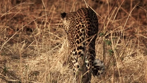 Leopard walking in the savannah, rear view Stock Footage 121786542