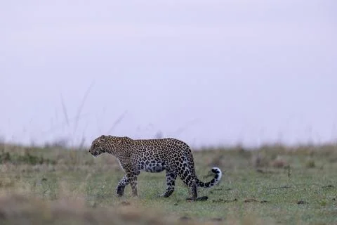 Leopard Walking in the Short Grass Stock Photos