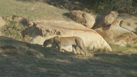 Leopard walking -Sri Lanka. Stock Footage 235533721