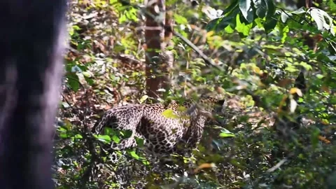 Leopard walking stealthily beyond the foliage in Tadoba national park Video stock 259554926