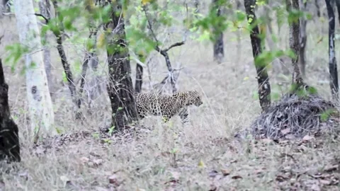 Leopard walking stealthily while eying the camera in Pench national park Stock Footage 274551969