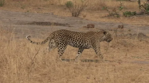 Leopard walking through the african bush Stock Footage 46374185
