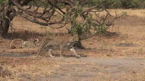 Leopard walking through the african bush Vídeo Stock 46374189