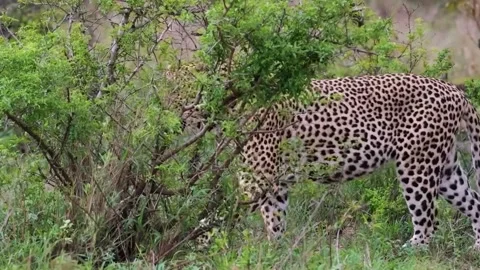  Leopard Walking Through Bushes in Natural Habitat Stock Footage 328957856
