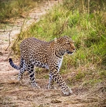 Leopard walking through dry grass on African safari Stock Photos