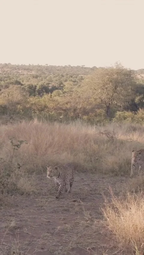 A leopard walking through the dry savanna grass in the wild 库存影片 335248551