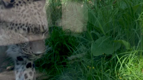 Leopard Walking Through Grassy Zoo Enclosure in Sunlight Stock Footage 322148946