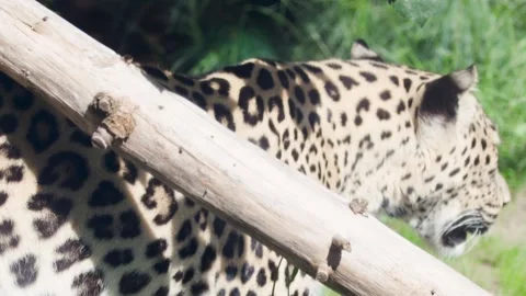 Leopard Walking Through Sunlit Zoo Habitat Near Trees Stock Footage 321933139