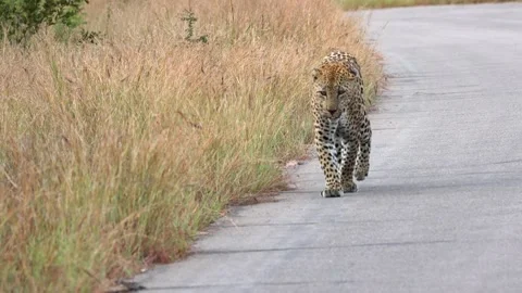 A leopard is walking towards a camera on a bush road. Vídeo Stock 203823256