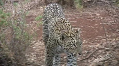 Leopard walking towards camera Stock Footage 632736