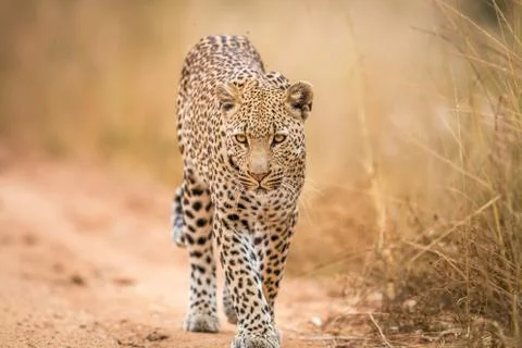 A Leopard walking towards the camera in the Kruger. Stock Photos