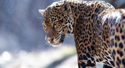 A Leopard walking towards the camera in the Park Stock Photos