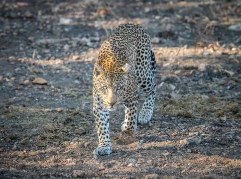 Leopard walking towards the camera. Stock Photos