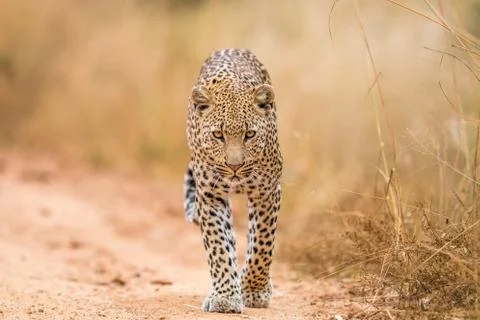 Leopard walking towards the camera. Stock Photos