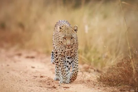 Leopard walking towards the camera. Stock Photos