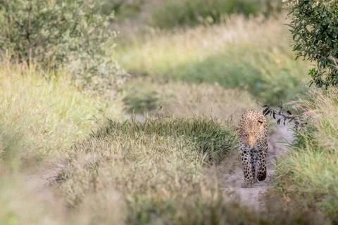Leopard walking towards the camera. Stock Photos