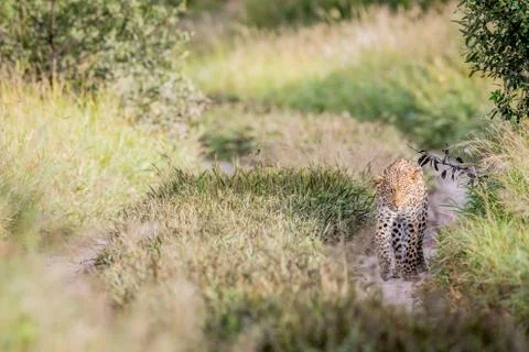 Leopard walking towards the camera. Foto stock