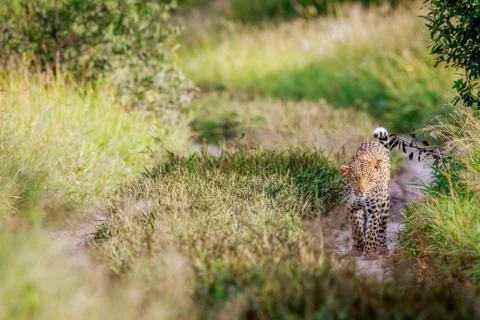 Leopard walking towards the camera. Stock Photos