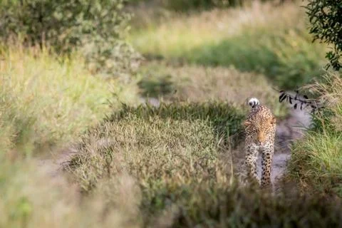 Leopard walking towards the camera. Foto stock