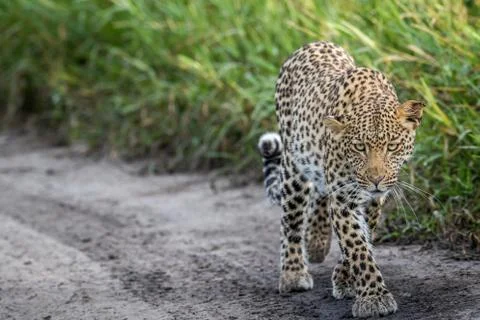 Leopard walking towards the camera. Stock Photos