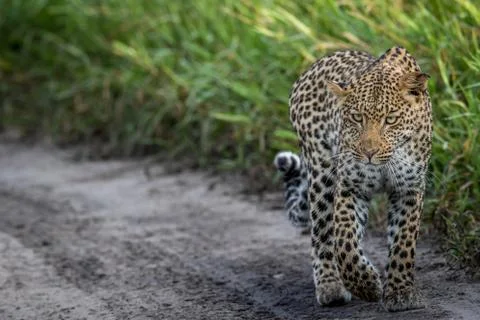Leopard walking towards the camera. Stock Photos