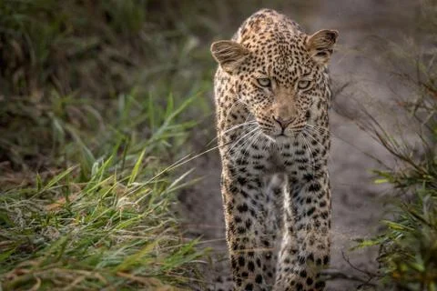 Leopard walking towards the camera. Stock Photos