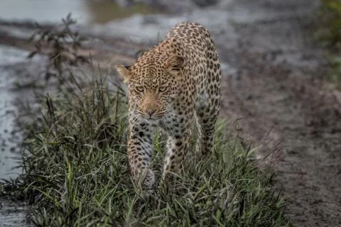 Leopard walking towards the camera. Stock Photos