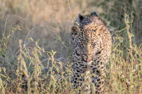 Leopard walking towards the camera. Stock Photos