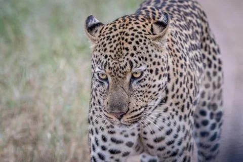 Leopard walking towards the camera. Stock Photos