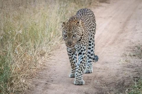 A Leopard walking towards the camera. Stock Photos