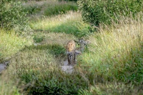 Leopard walking towards the camera. Stock Photos