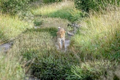 Leopard walking towards the camera. Stock Photos