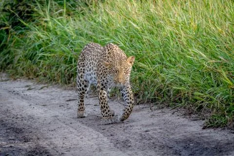Leopard walking towards the camera. Stock Photos