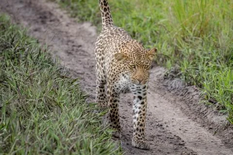 Leopard walking towards the camera. Stock Photos
