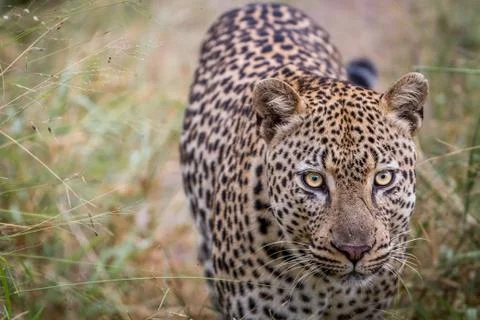 Leopard walking towards the camera. Stock Photos