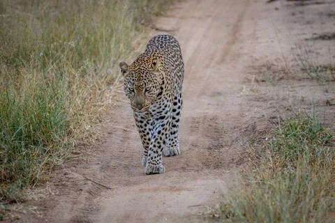 Leopard walking towards the camera. Foto stock