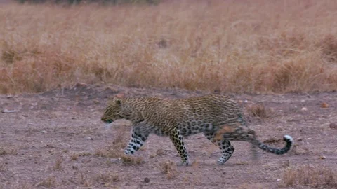 LEOPARD WALKING ON TRACK MAASAI MARA KENYA AFRICA Stock-Footage 76348622