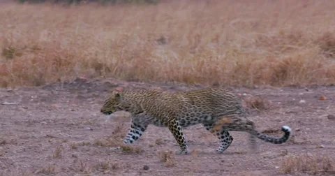 LEOPARD WALKING ON TRACK MAASAI MARA KENYA AFRICA Stock-Footage 76352639