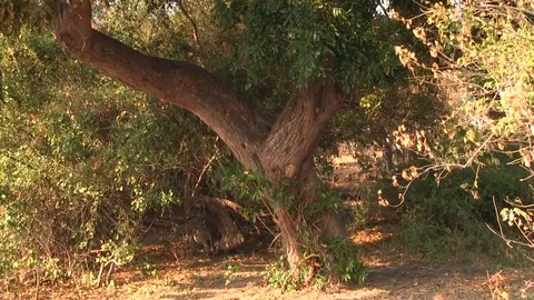 Leopard walking under the tree in Chobe National Park Stock Footage 129840216