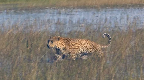 Leopard Walking in Water Video stock 6064815