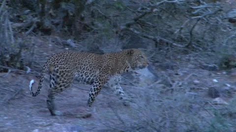 A leopard walks away Stock Footage 8927589