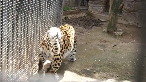 Leopard walks at the cage in the aviary 스톡 동영상 133509704
