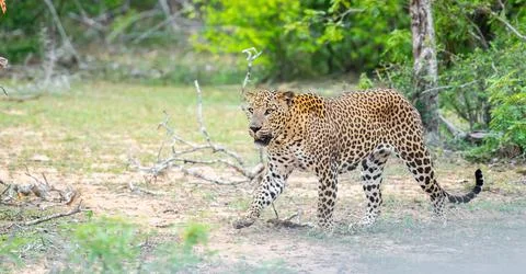 A leopard walks on the dry forest floor. It moves forward with eyes focused Stock Photos