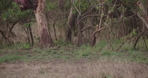 Leopard walks out to feed Vídeos de archivo 168323464